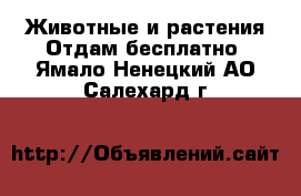 Животные и растения Отдам бесплатно. Ямало-Ненецкий АО,Салехард г.